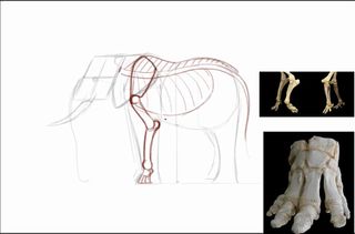 Sketch of elephant skeleton with reference images of legs and feet