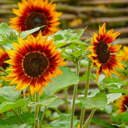 sunflowers not flowering red sunflowers in garden