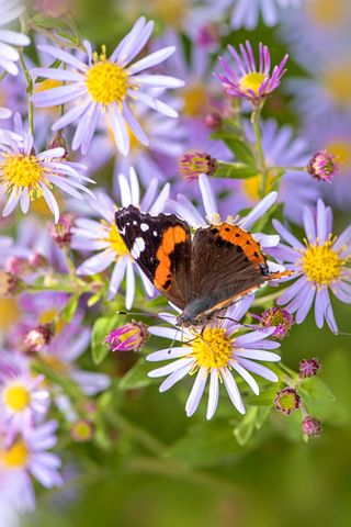 how to grow a butterfly garden: red admiral on aster
