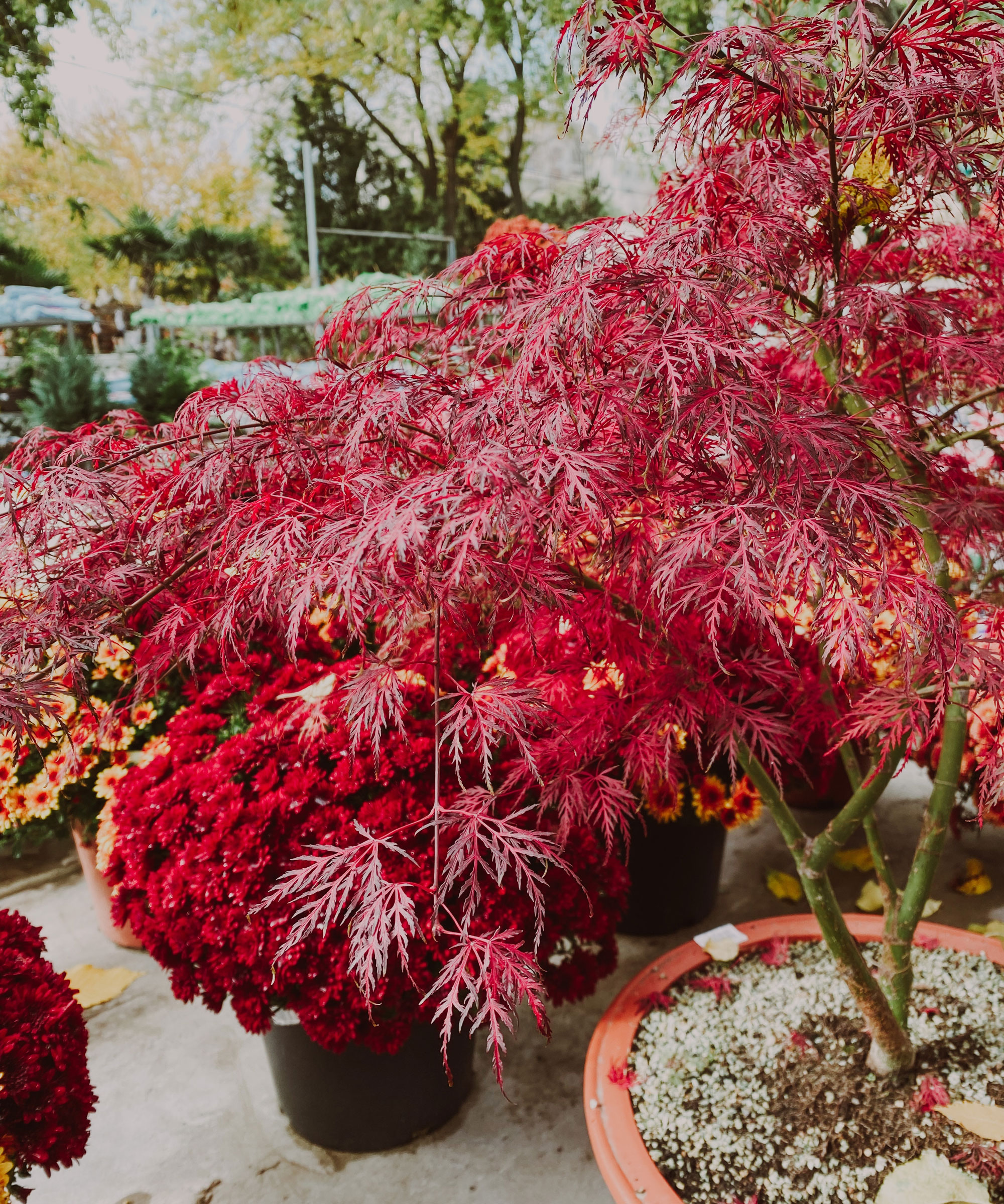 Japanese maple tree growing in large container