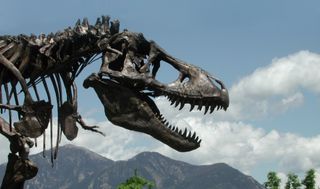 A cast of the Tyrannosaurus rex skeleton known as the Wankel T. rex was installed in front of the Museum of the Rockies at Montana State University in Bozeman, Montana in 2001. The actual fossil specimens are being loaned by the U.S. Army Corps of Engineers to the Smithsonian Institution’s National Museum of Natural History for display in the National Museums new paleobiology hall, slated to open in 2019.
