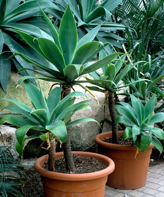 Agave attenuata plants in terracotta pots