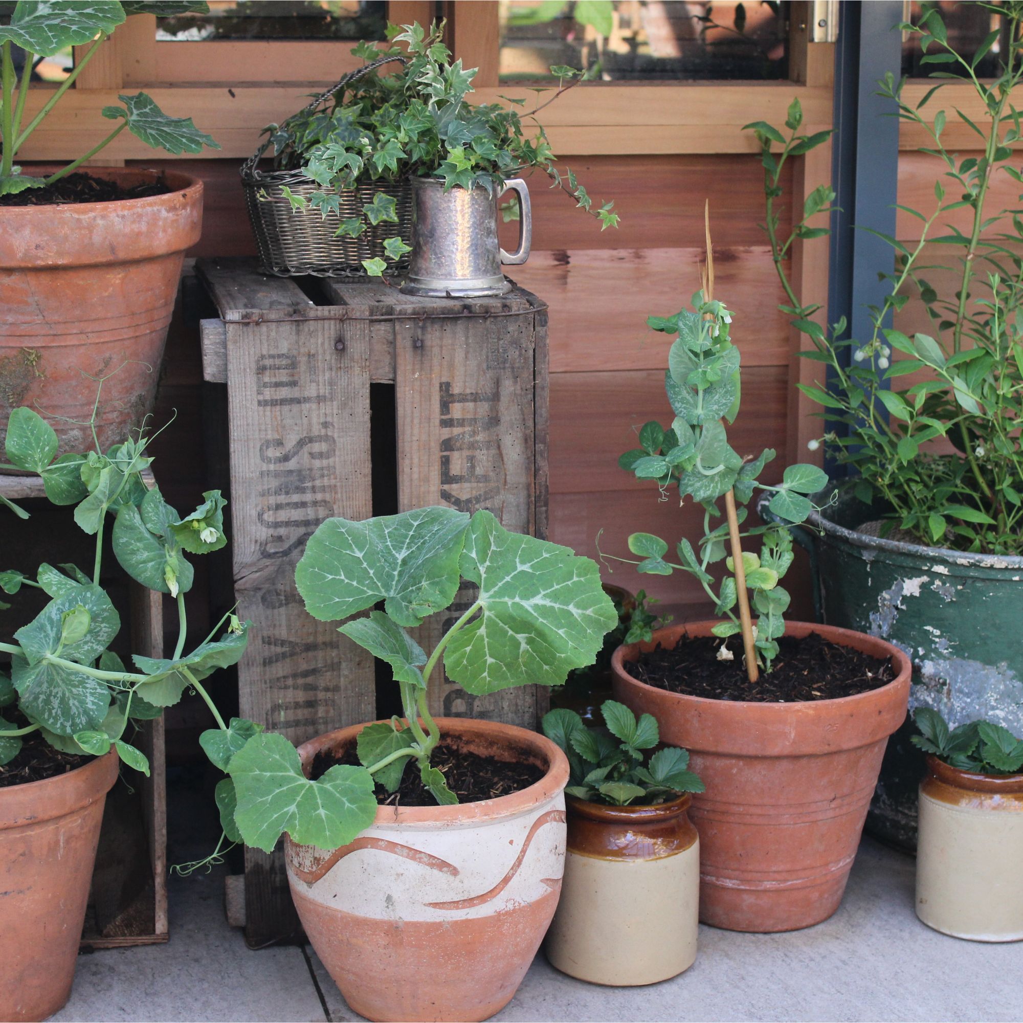 Terracotta plant pots at the RHS Chelsea Flower Show 2024