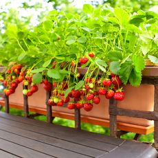 strawberries growing in balcony rail planter