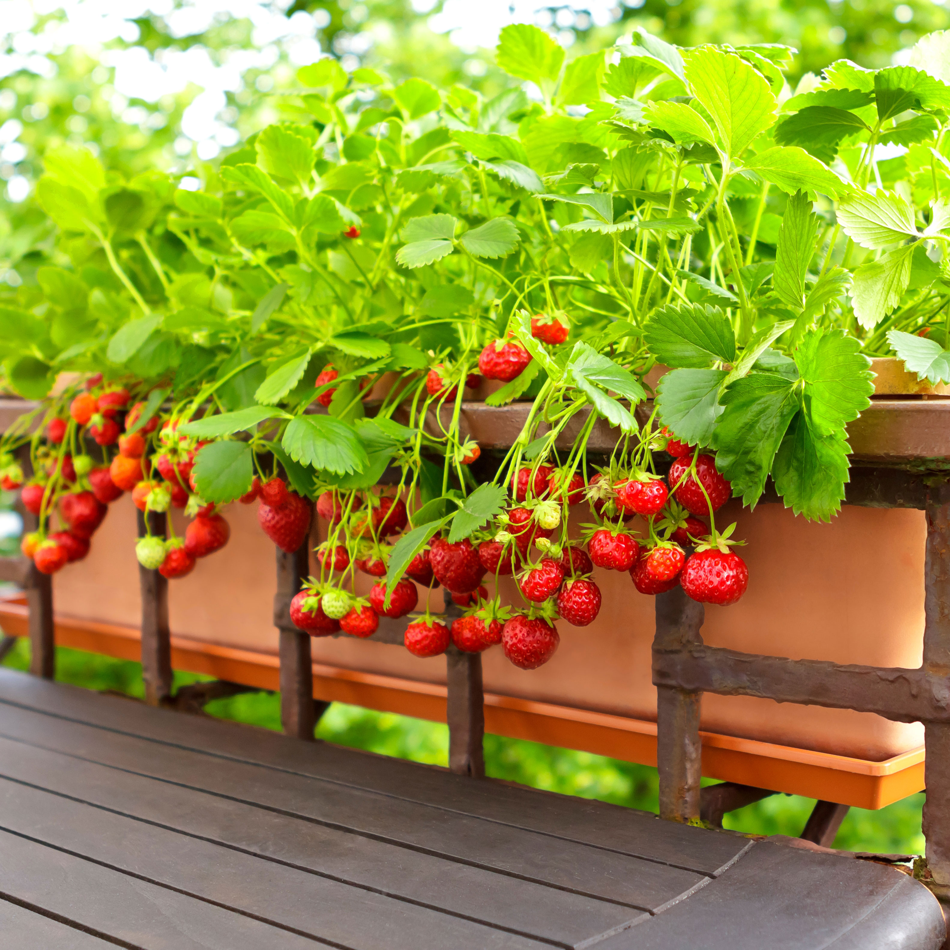 strawberries growing in balcony rail planter