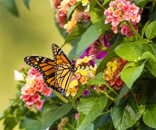 Monarch butterfly sits on lantana flowers