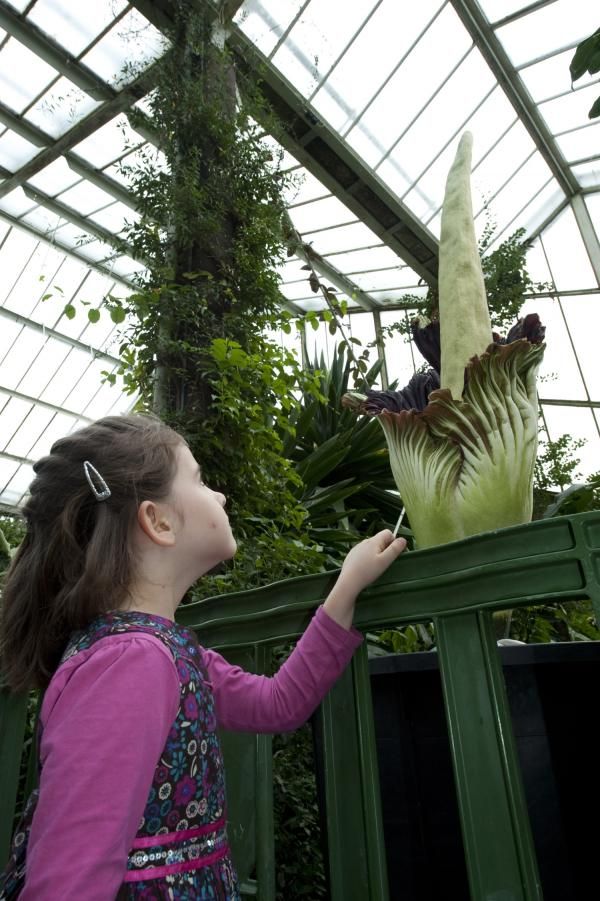 titan-arum-kew-101104-02