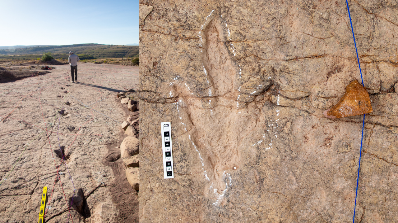 On the left we see a person walking along a dinosaur trackway and on the right is a closeup of a theropod dinosaur footprint.