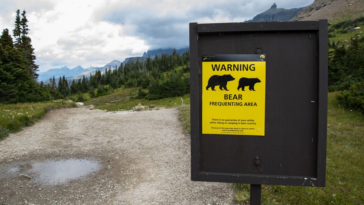 Bear injures woman in Montana, just days after fatal grizzly attack in Canada