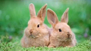 Two brown rabbits sitting next to each other