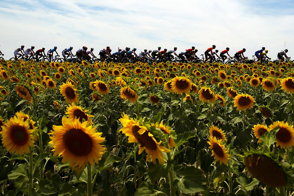 The peloton during stage 11 at the Tour de France