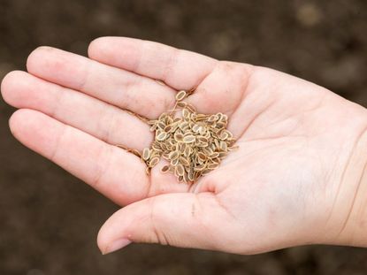 Hand Holding Carrot Seeds