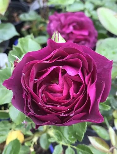 Deep Purple to Plum 3 Litre Pot Potted Hybrid Tea/floribunda Garden Bush Rose Plant- Gift Roses