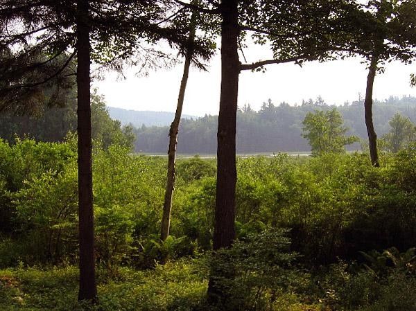 East coast greenery