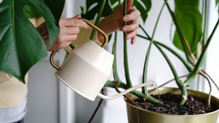 picture of person watering monstera plant with white watering can