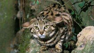 Black Footed Cat, felis nigripes, adult standing on branch.