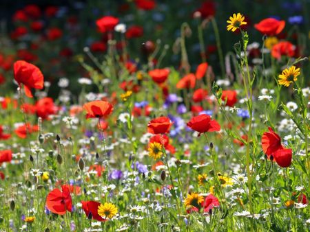 A field of wildflowers