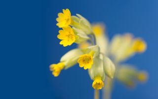 Home photography ideas: Capture flower photos outside with a DIY studio