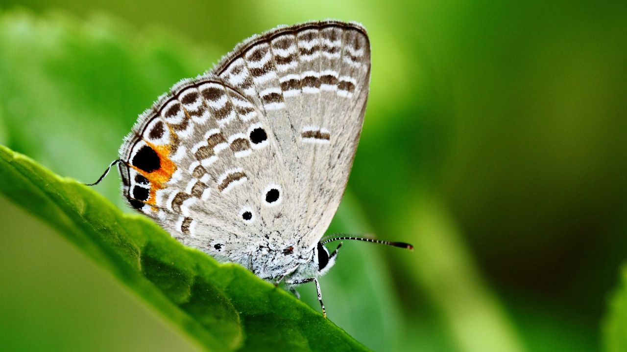 butterfly on plant