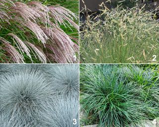 Ornamental grasses planting palette including Chinese Silver Grass, Blue Grama Grass ‘Blonde Ambition’, Blue Fescue, and Dwarf Mondo Grass