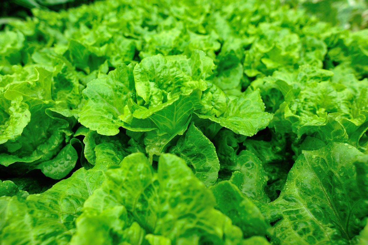 Lettuce Plants In The Garden