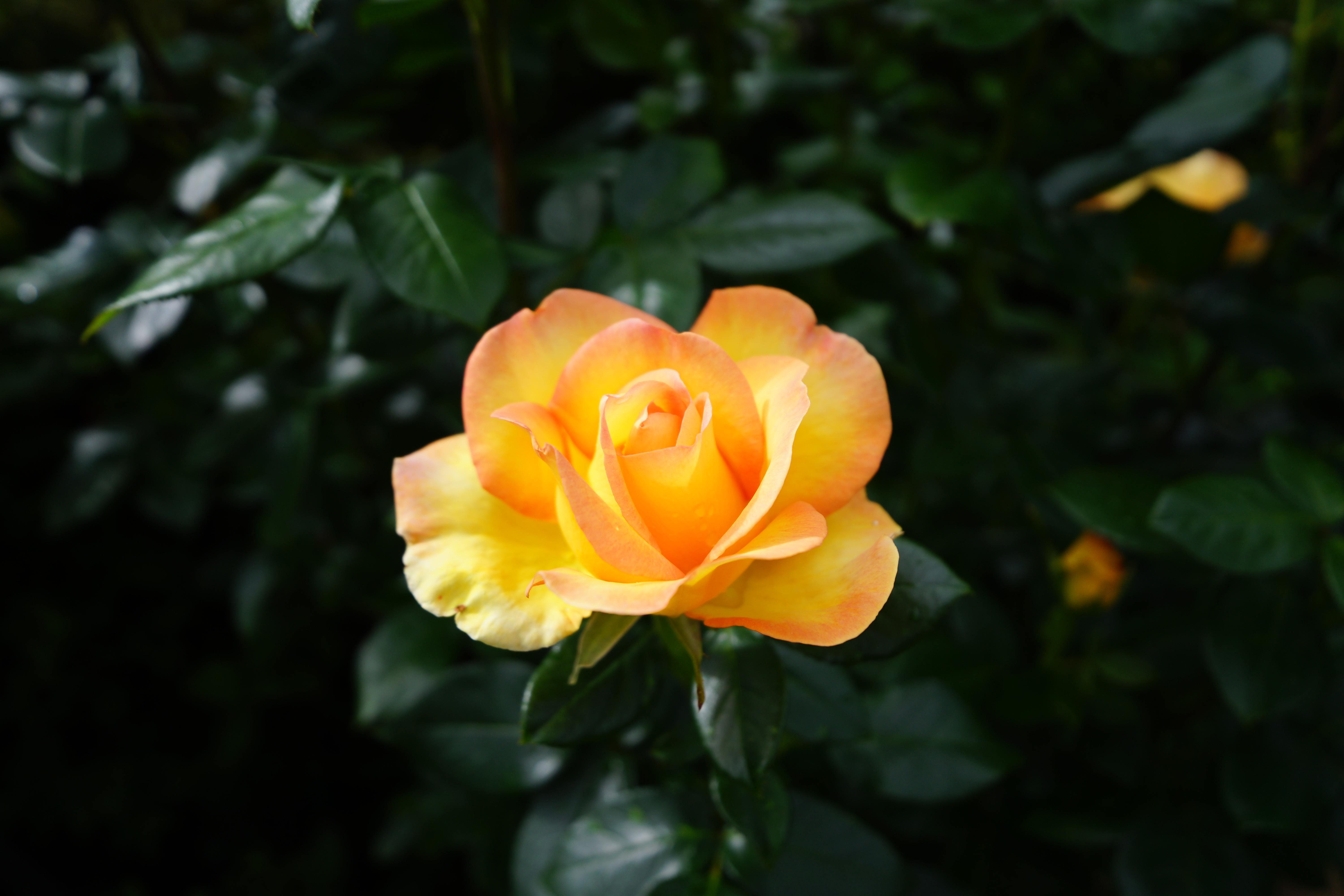 Samyang / Rokinon AF 14-24mm f/2.8 FE example shot