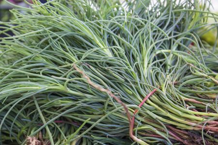 Tarragon Herbs