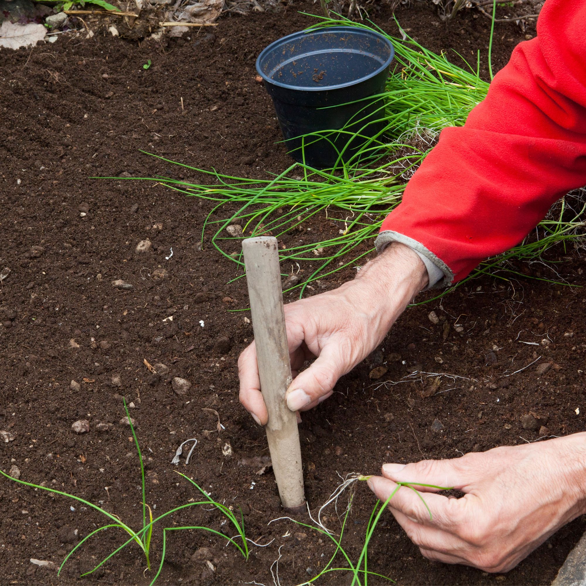 chives being planted in garden