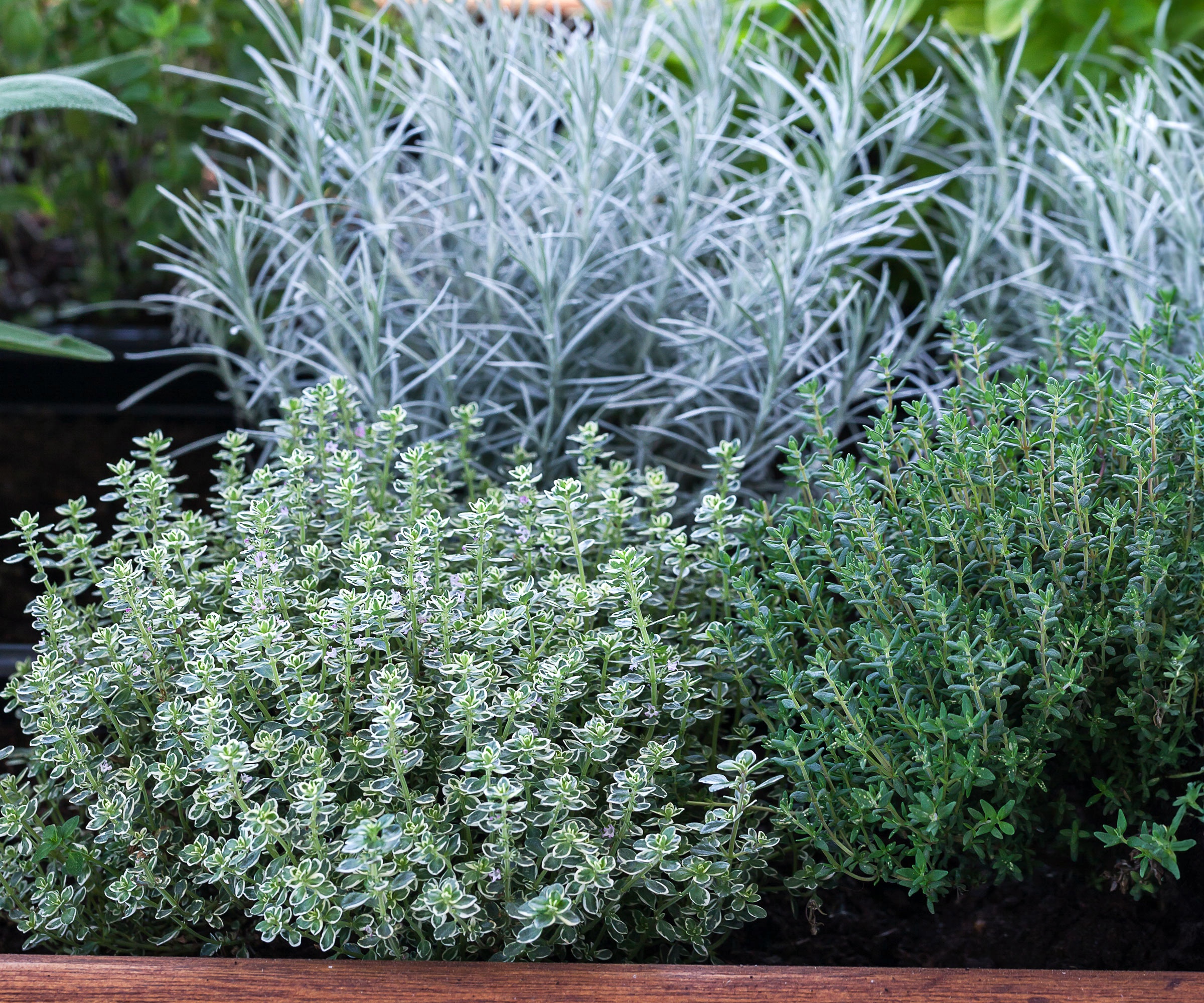 pizza herb container planting showing thyme, rosemary and rosemary in shared pot