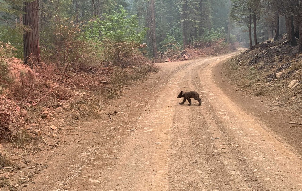 A bear cub.