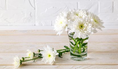 white chrysanthemums in a glass vase