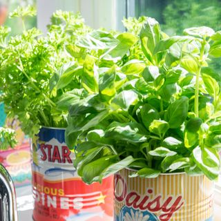 Herb plants grown in reused tin cans