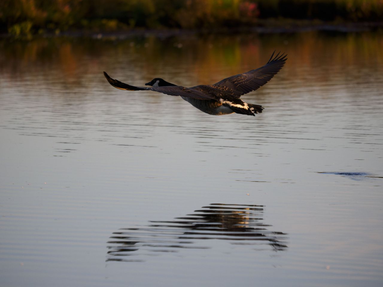 OM System 50-200mm F2.8 sample gallery: goose in flight over water at first light