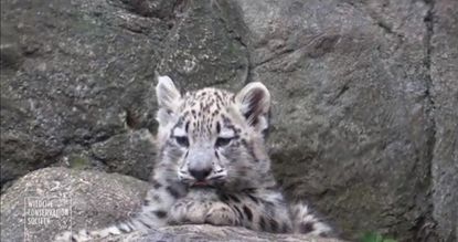Watch these rare snow leopard cubs make their debut