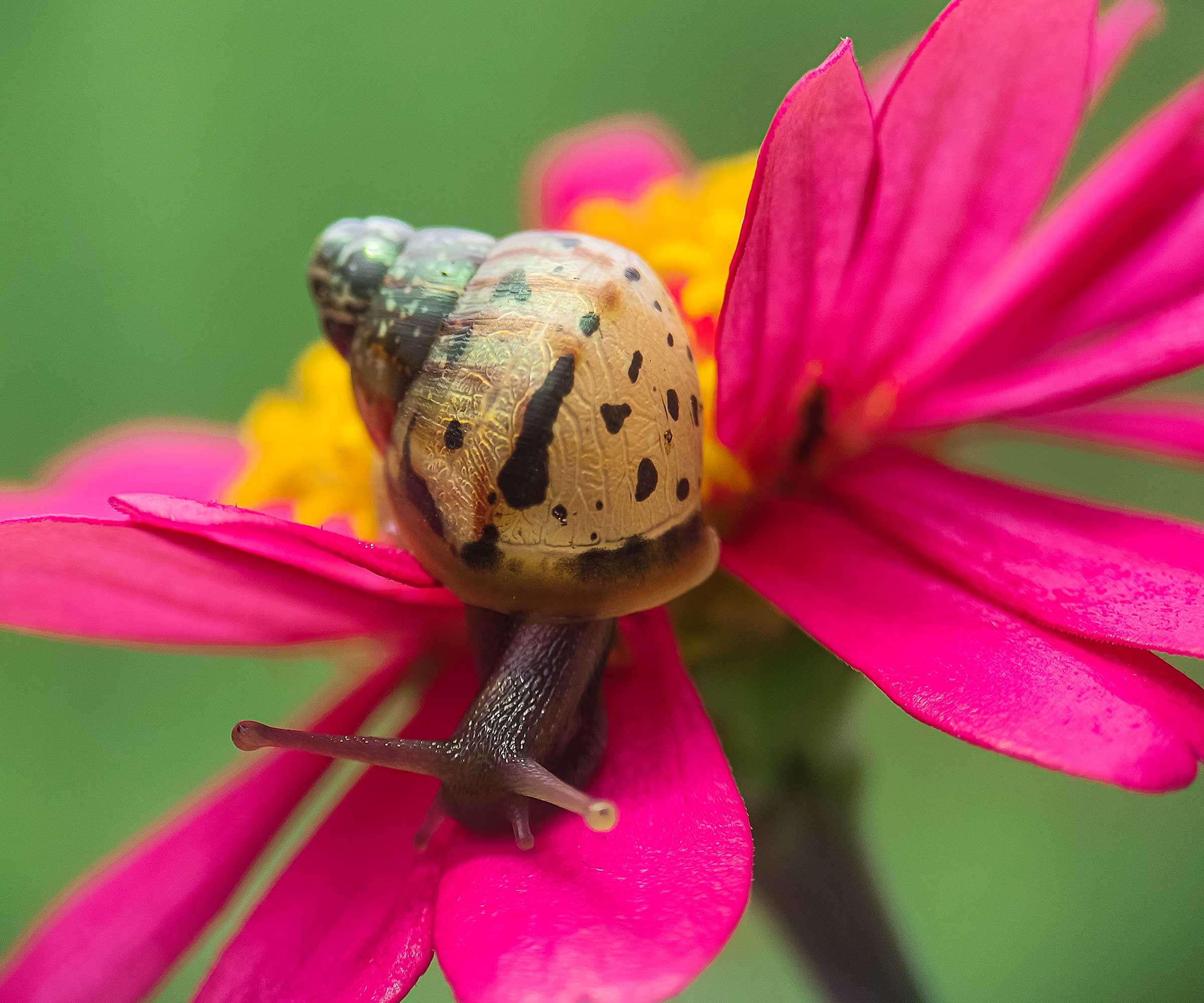 snail on pink zinnia flower
