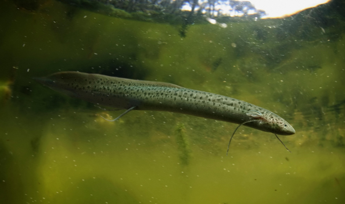 Air Breathing Fish Hibernate in Pods on Dry Land Video Live