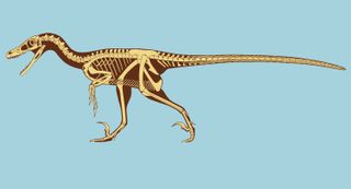 Artwork by Scott Hartman reveals the bone structure of Velociraptor.