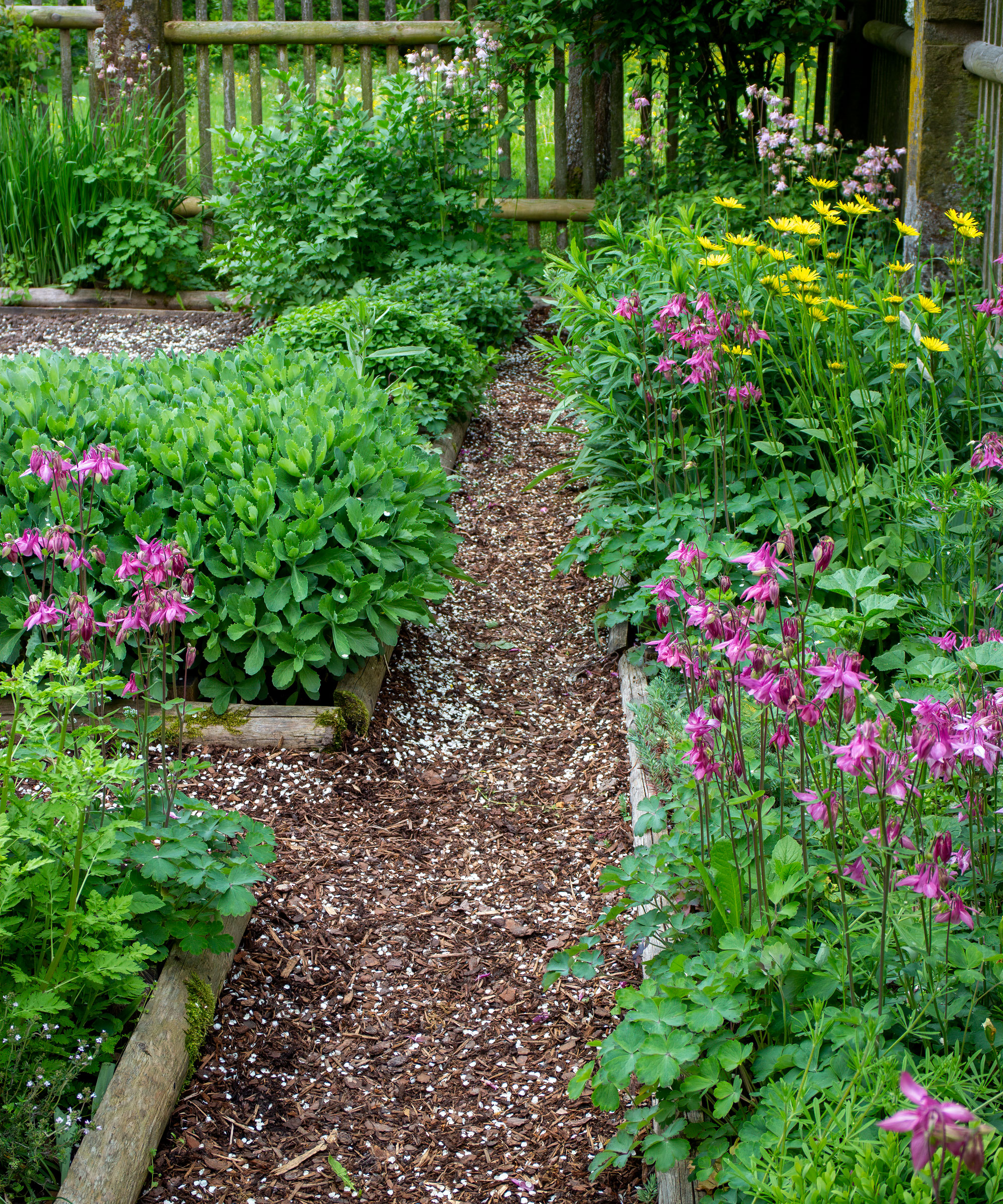 wood chip path with raised beds and planting, and fence