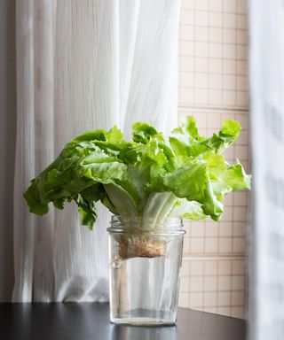 A lettuce being sprouted in water in a jar on a table