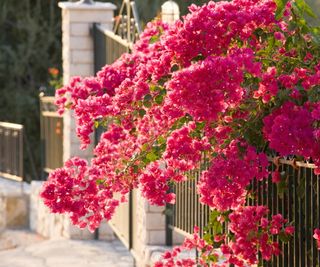 Bougainvillea growing on fence