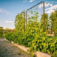 Bean plants growing up two trellises in a raised bed