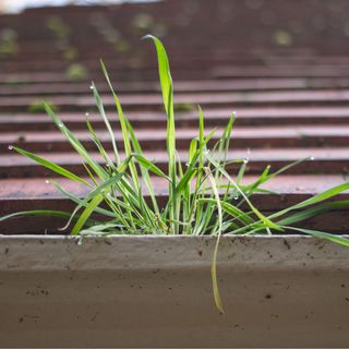 Couch grass