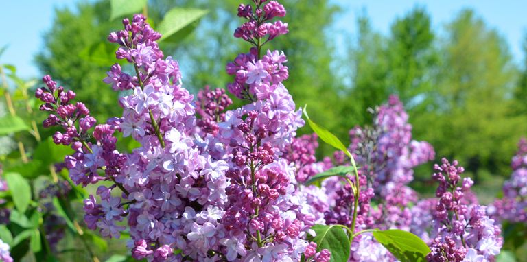 When to prune lilacs – closeup of lilac flowers