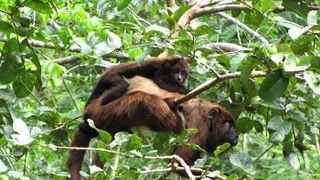 A young brown howler monkey rests on its mother's back.