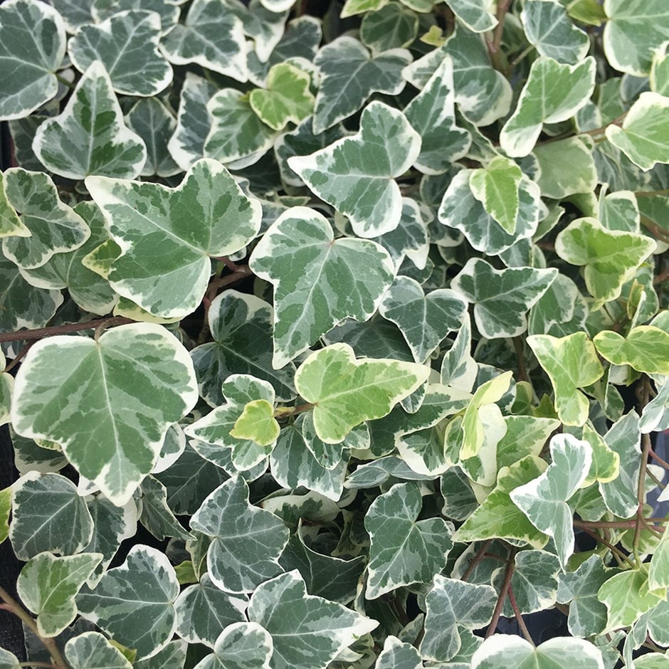 Hedera Helix 'white Wonder'