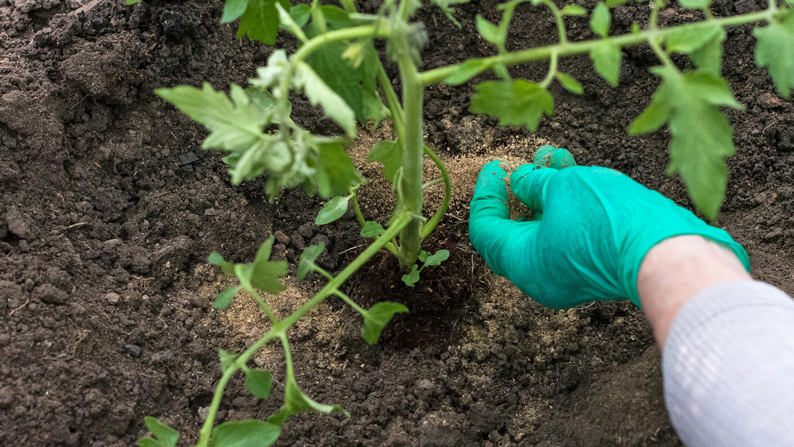 Fish bone meal in hand of worker and on soil around tomato seedling in greenhouse