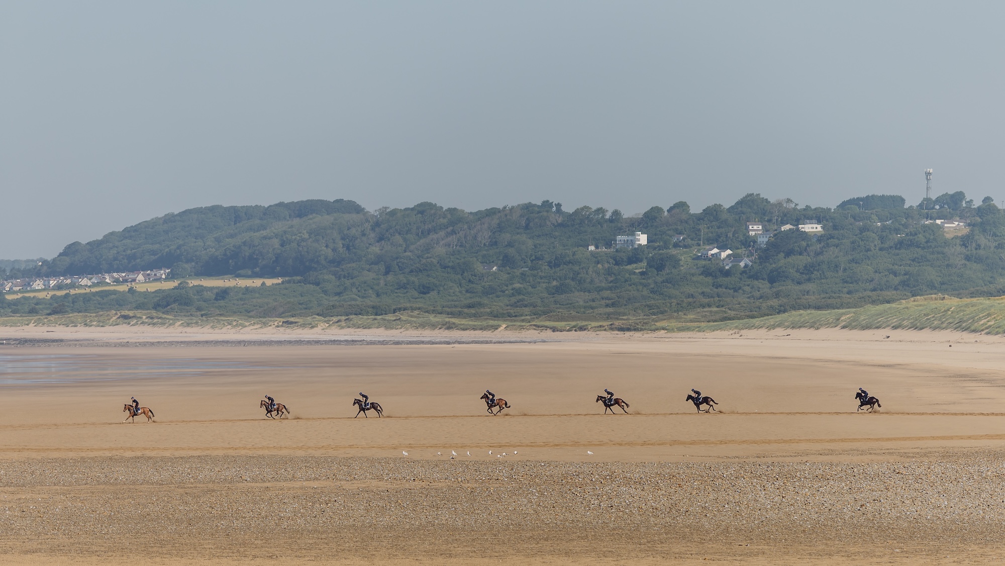 A string of racehorses at Christian Williams galloping along the beach