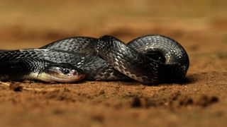 A gleaming, black common krait lies curled up on the dusty ground.