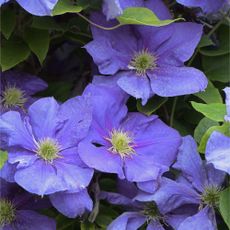 Closeup of purple-blue clematis flowers growing in garden