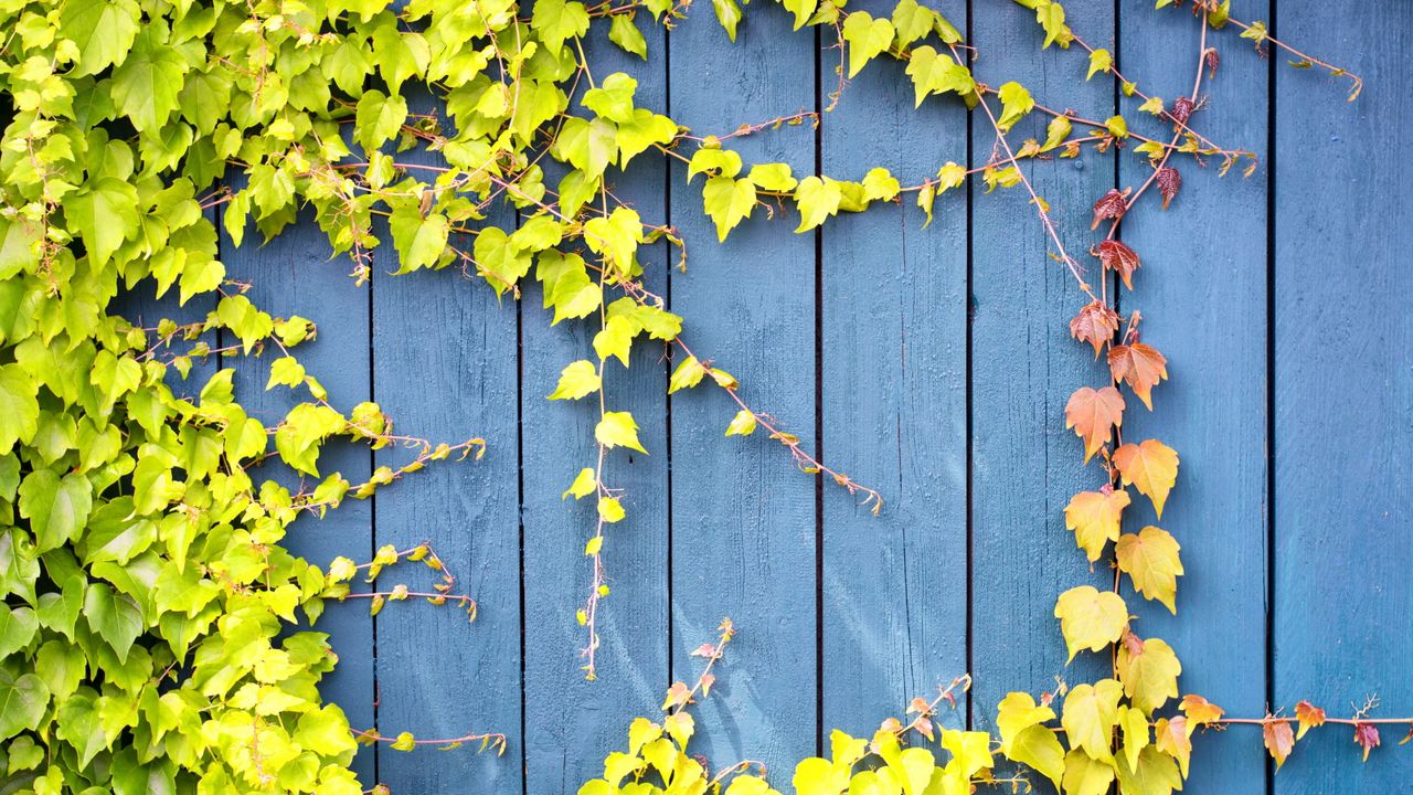 How to get rid of ivy on a fence